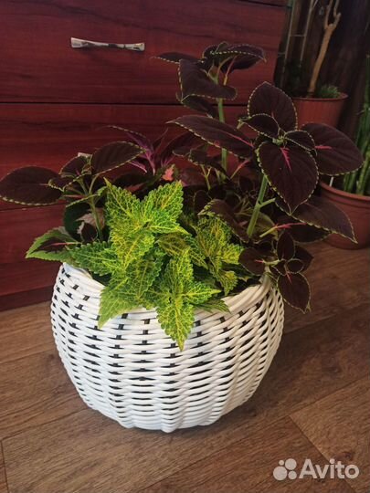 Кашпо для цветов