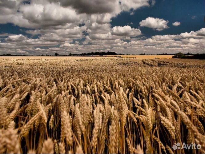 Кфх компаньон партнер