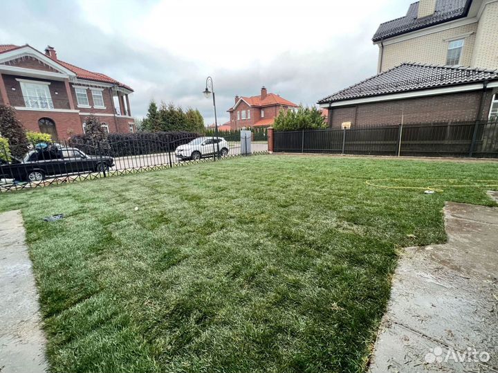 Рулонный газон 