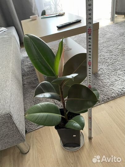 Фикус робуста