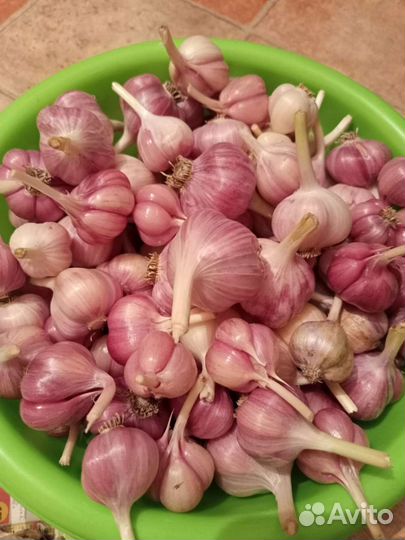 Молодой домашний чеснок