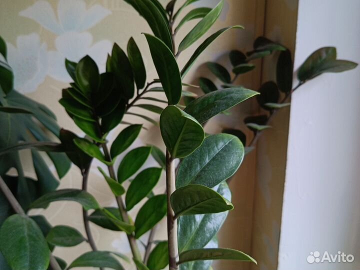 Комнатные растения цветы большие