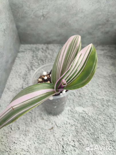 Традесканции, каллизия розовая