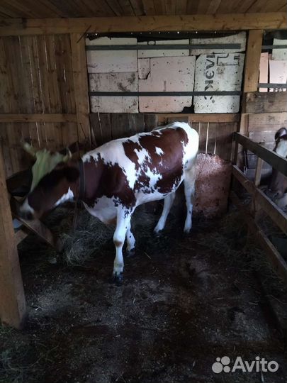 Айширская телка нетель 16 месяцев, покрыта