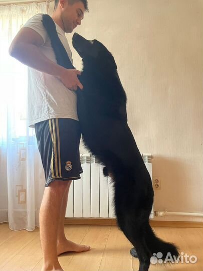 Самец для вязки