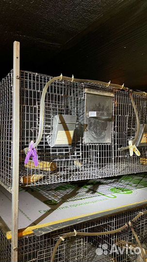 Клетка для шиншил
