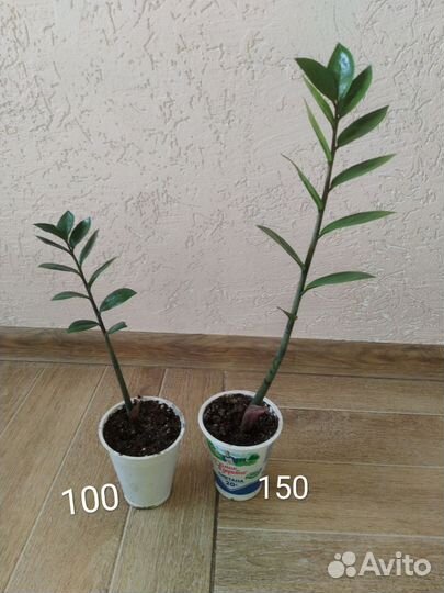 Замиокулькас