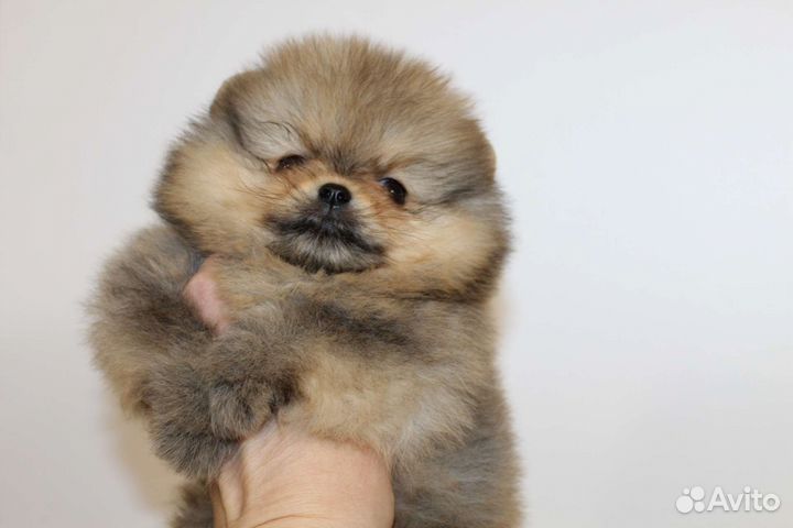 Померанский шпиц