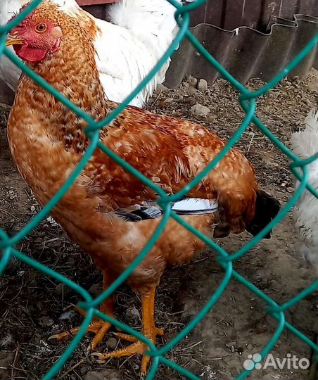 Молодые петушки