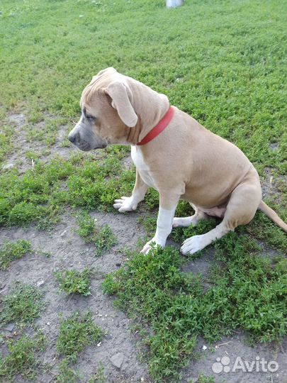 Щенки стаффорда