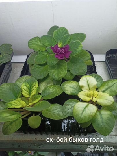 Сортовые фиалки отдам