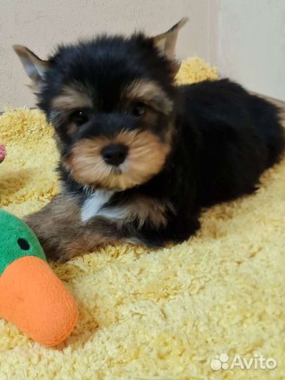 Йоркширский терьер мальчик и девочка