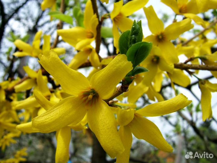 Форзиция формированная 5ти летняя