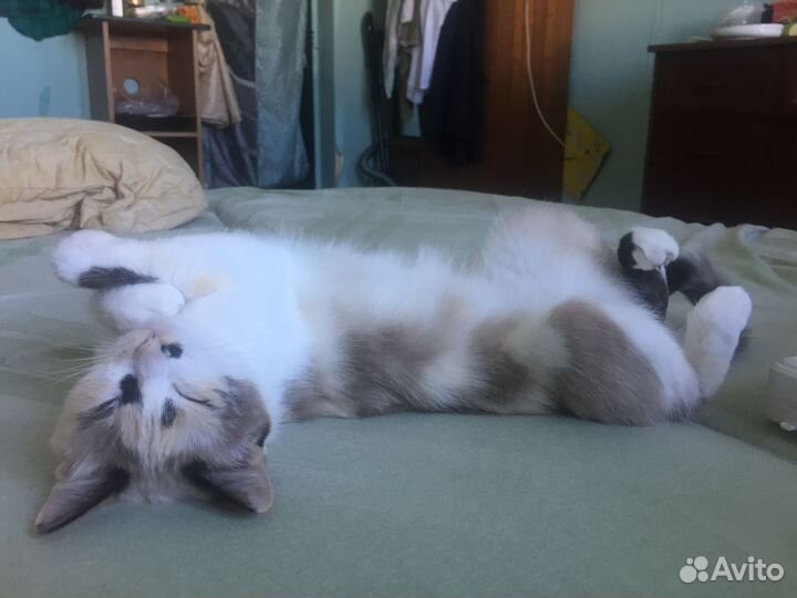 Кот и Кошка