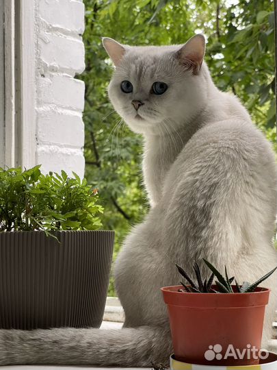 Кот шотландец на вязку