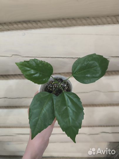 Гибискус красный