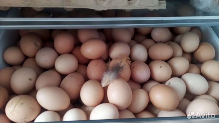 Яйца домашние