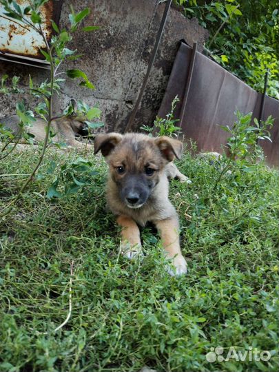 Щенок в добрые руки