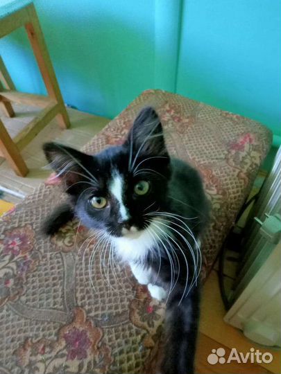 Котенок (кошечка) в дар бесплатно