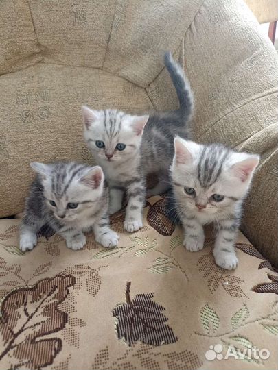 Шотландские котята