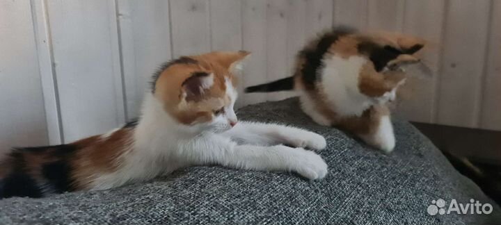 Кошка в дар