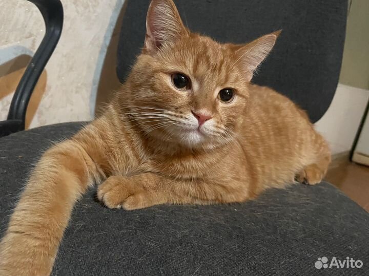 Курильский бобтейл