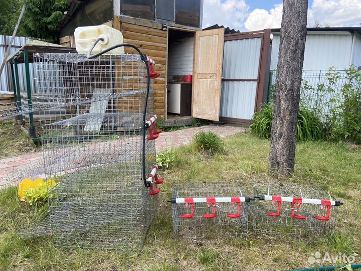Клетки для кур