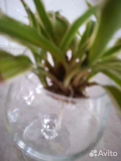 Хлорофитум