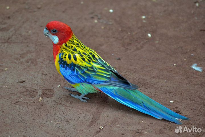 Розелла Пёстрая