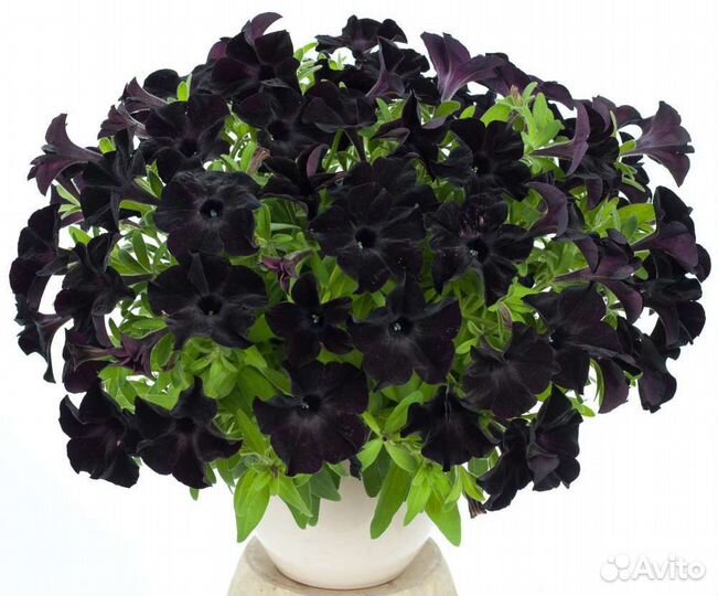 Вегетативные черенки