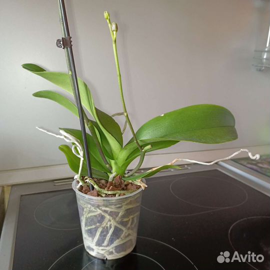 Орхидеи фаленопсис, разные