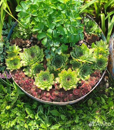 Молодило (каменная роза, живучка) почвопокровник