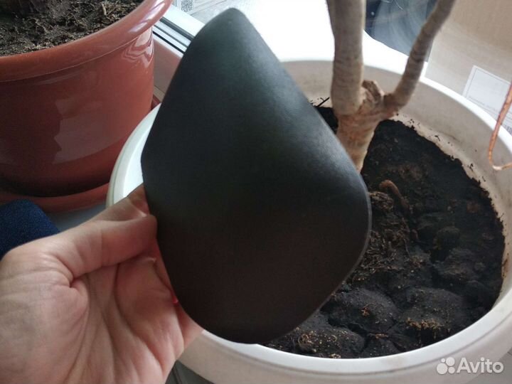 Пластик багажника (справа) Тойота Порте 2015