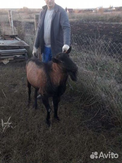 Козел Чешской породы вязка