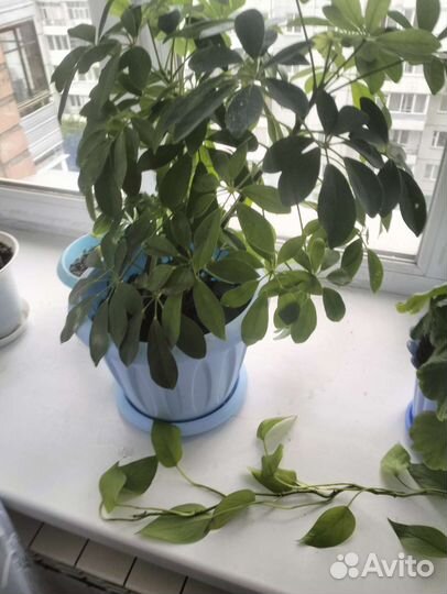 Комнатные растения цветы