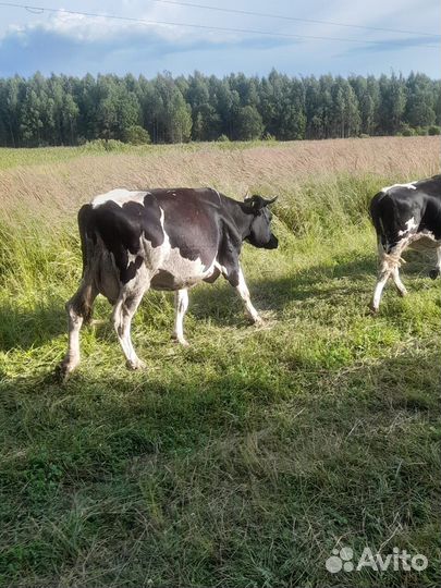 Продам корову,отел первый