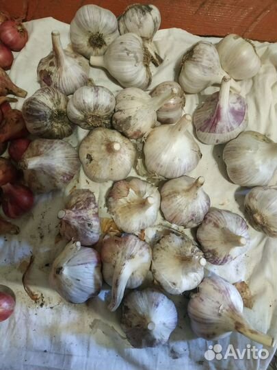 Семена чеснока 4-6 зубчиков и кустовой