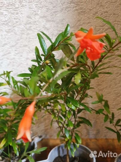 Гранат комнатный