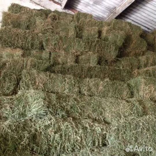 Сено люцерны суданки солома