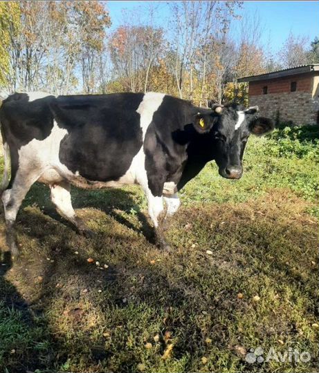 Корова Голдштинка