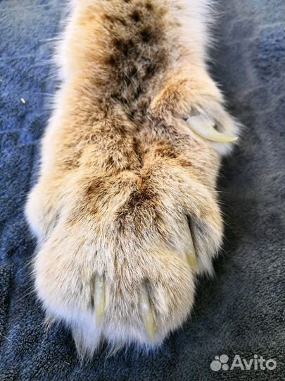 Шкура рыси имитация