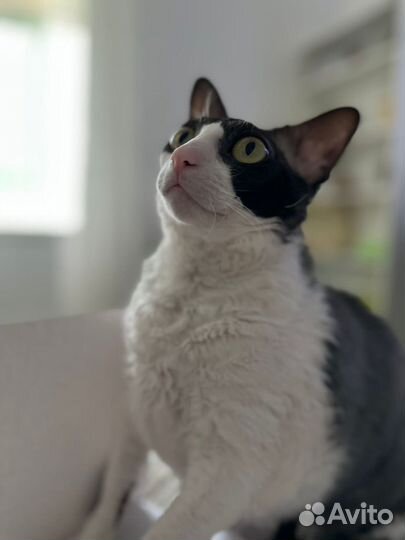 Корниш-рекс отдам