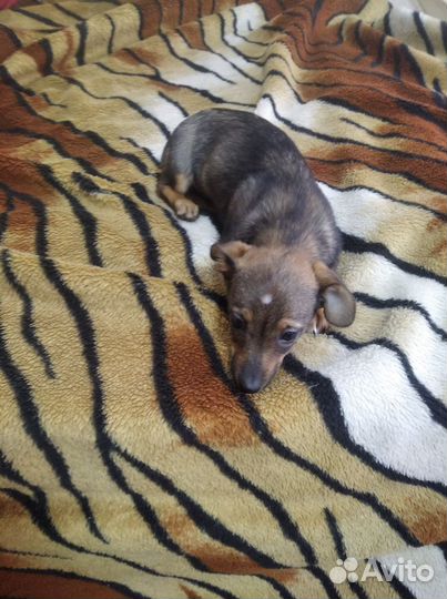 Щенок таксы