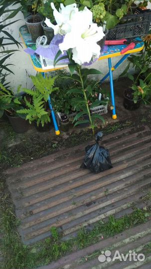 Лилии махровые