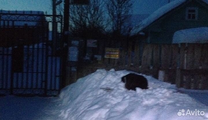 Собака в ответственные руки