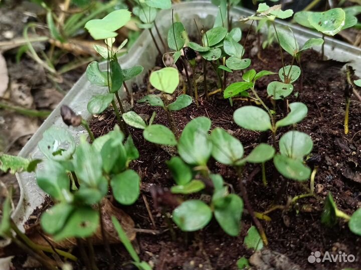 Магония падуболистная семена в ягодах