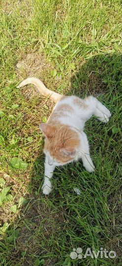 Рыжий котенок в добрые руки бесплатно