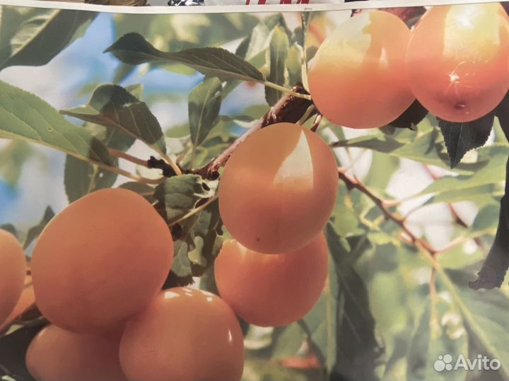 Фотокартины на холсте