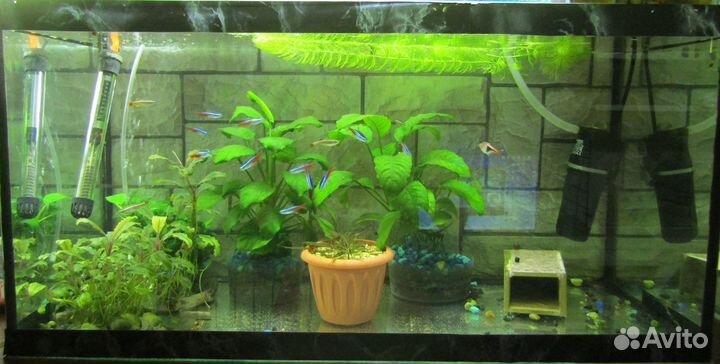 Аквариумные рыбки