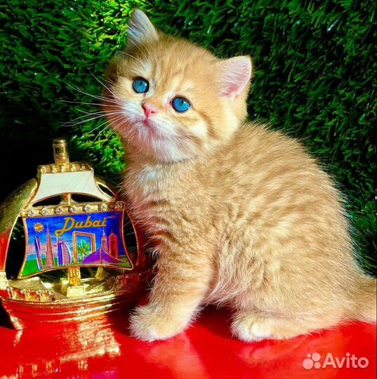 Очаровательнейшие малыши британцы золотого окраса